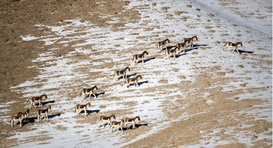 Photo taken on Dec. 17, 2022 shows a herd of kiangs strolling on the Haltent grassland in the Kazak autonomous county of Aksay, northwest China's Gansu province. (Photo by Gao Hongshan/People's Daily Online)