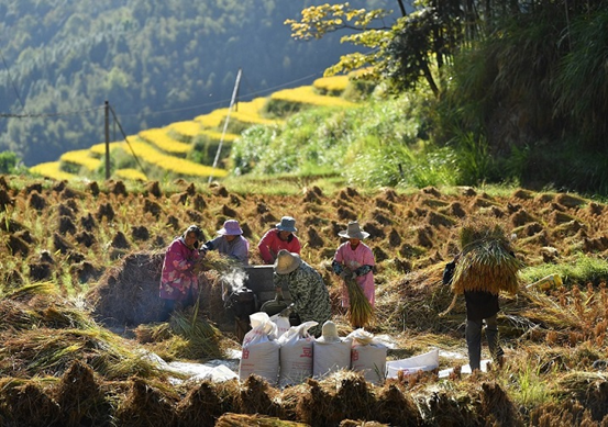 Rice is threshed in the Shangbao Terraces in Chongyi county, Ganzhou, east China's Jiangxi province, October 2022. (Photo by Shi Yu/People's Daily Online)