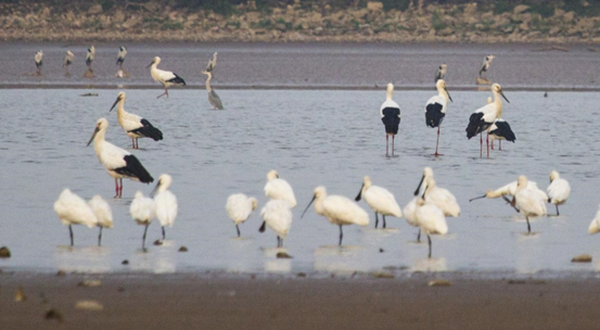 Oriental storks and Eurasian spoonbills are seen on a wetland in near the Poyang Lake in east China's Jiangxi province, Dec. 8, 2022. (Photo by Fu Jianbin/People's Daily Online)