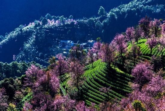 Photo taken on Dec. 8, 2022 shows the beautiful scenery of a cherry valley on Wuliang Mountain in Yi Autonomous county of Nanjian, southwest China's Yunnan province. The blooming cherry blossoms and the tea gardens constitute a beautiful scenery, attracting flocks of tourists. (Photo by Shi Zhihong/People's Daily Online)