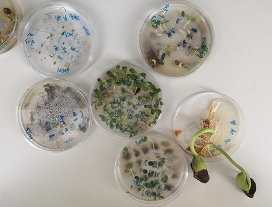 Freshly germinated seeds in Petri dishes. (Photo by Yu Sinan)