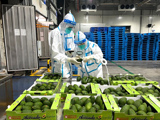 Customs officials in Shanghai inspect avocadoes imported from Kenya. (Photo from the official website of Shanghai Customs)