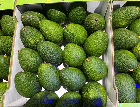Photo shows fresh avocadoes from Kenya. (Photo from Shanghai Observer)
