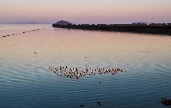 Photo taken on Dec. 19, 2022 shows oriental white storks wintering in a national wetland park in Hefei, east China's Anhui province. The wetland park, as one of the wetlands built by Hefei around Chaohu lake, has attracted flocks of migratory birds. (Photo by Wang Shibao/People's Daily Online)