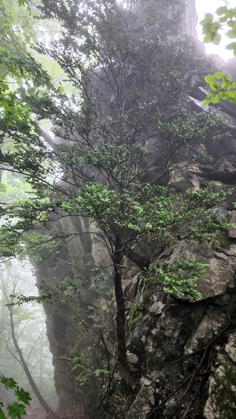 산림청, 백두대간 석회암지대에서 희귀 회양목 군락지 발견