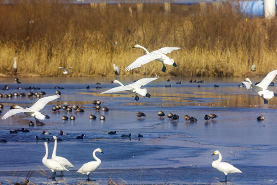 Swans spand winter in a wetland park in Rizhao, east China's Shandong province, Jan. 29, 2023. (Photo by Wang Yiquan/People's Daily Online)