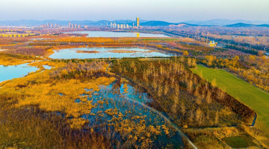 Photo taken on Jan. 30, 2023 shows a wetland park in Huaibei, east China's Anhui province. (Photo by Wang Wen/People's Daily Online)