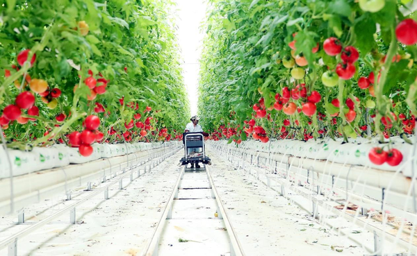 An employee picks tomatoes in a plant factory in Urumqi, northwest China's Xinjiang Uygur autonomous region. (Photo by Zhang Xiuke/People's Daily Online)