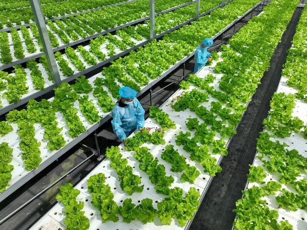 Technicians check the growth of plants in a plant factory in Ma'anshan, east China's Anhui province. (Photo by Wang Wensheng/People's Daily Online)