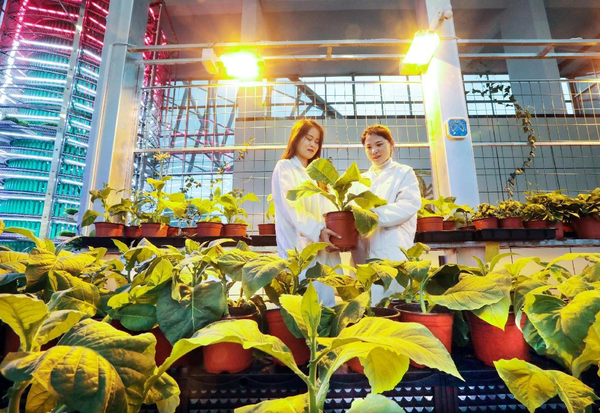 Technicians check the growth of plants in a plant factory in Ma'anshan, east China's Anhui province. (Photo by Wang Wensheng/People's Daily Online)
