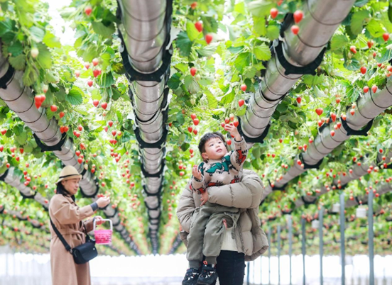 Photo shows residents picking strawberries in a planting base in Huangyan district, Taizhou, east China's Zhejiang province. (Photo by Sun Jinbiao/People's Daily Online)