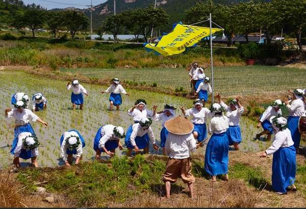 Women farmers sing the Namdo song as they transplant young rice plants on the paddy field.