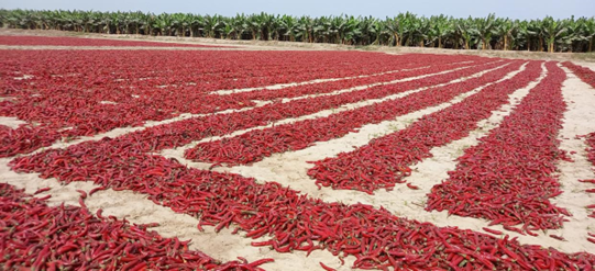 Chilies harvested in Pakpattan, Pakistan are being dried. (Photo courtesy of the publicity department of the Communist Party of China Pidu district committee in Chengdu, southwest China's Sichuan province) 
