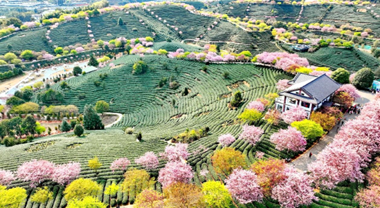 Tourists enjoy the scenery of a tea garden in Yongfu township, Zhangping city, southeast China's Fujian province, March 5, 2023. (Photo by Zhu Haipeng/People's Daily Online)