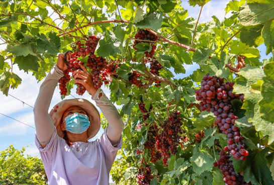 A villager picks homegrown grapes in Bole, northwest China's Xinjiang Uygur autonomous region. (Photo by Yusov Ani/People's Daily Online)