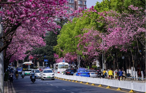 Photo taken on March 11, 2023 shows cherry blossoms on the two sides of a street in Kunming, southwest China's Yunnan province. (Photo by Zheng Yi/People's Daily Online)