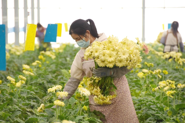 Workers pick flowers in a national-level modern agricultural park in Honghe Hani and Yi autonomous prefecture, southwest China's Yunnan province. (Photo by Xue Yingying/People's Daily Online)