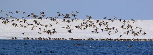 Migratory birds arrive at Xingkai Lake, the largest border lake between China and Russia. (Photo courtesy of the Heilongjiang Department of Culture and Tourism)