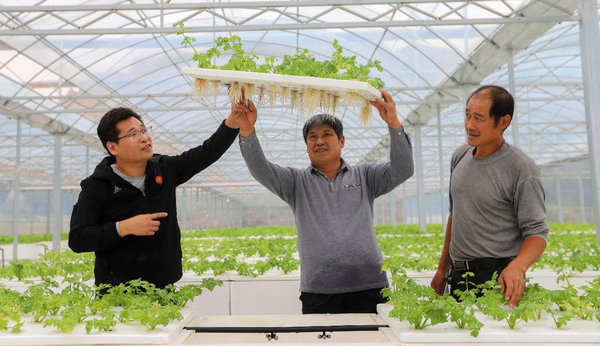 Agricultural technicians check the growth of vegetables grown with the aeroponics technology in Huangling village, Dacun township, Qingdao, east China's Shandong province. (Photo by Han Jiajun/People's Daily Online)