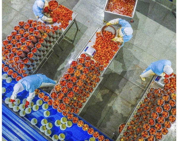 Canned tomatoes are being produced in a workshop of an agricultural company in Zigui county, Yichang, central China's Hubei province. (Photo by Wang Gang/People's Daily Online)
