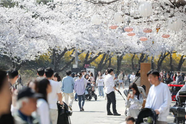 주말 양일간 10만여명이 찾은 한국마사회 벚꽃축제