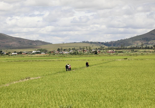 Photo shows the demonstration fields of hybrid rice varieties in Mahitsy, a town northwest of Antananarivo, Madagascar. (Photo by Yan Yunming/People's Daily)