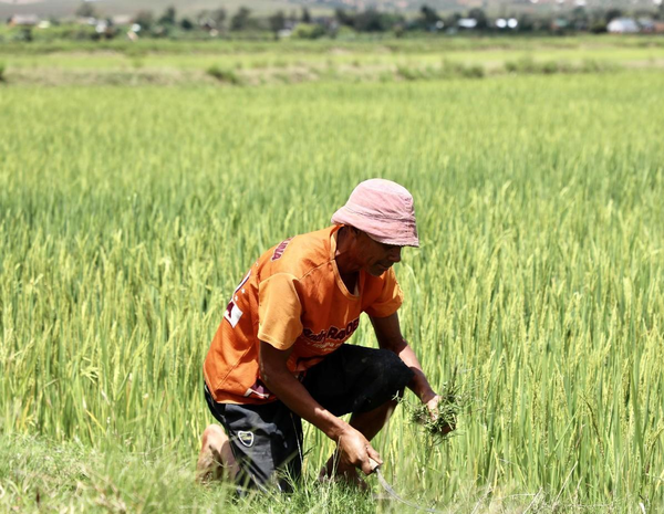 A farmer in Madagascar works in a hybrid rice field. (Photo by Yan Yunming/People's Daily)