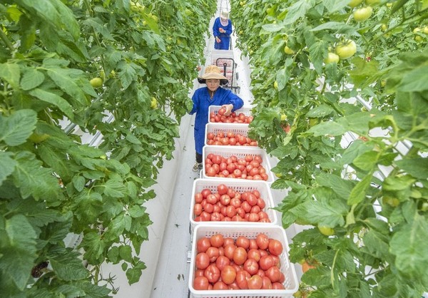 Tomatoes are picked in an agricultural technology demonstration park in Xinzhuang township, Suqian, east China's Jiangsu province. (Photo by Xu Jianghai/People's Daily Online)