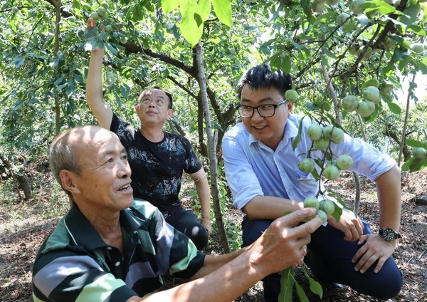 Employees of a rural commercial bank in Baojing county, central China's Hunan province learn the growth of plums in an orchard in Gongqiao village, Maogou township. (Photo by Yu Caihua/People's Daily Online)