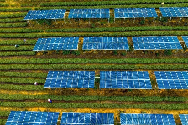 Farmers pick tea leaves in a tea plantation with photovoltaic panels in Sanjie township, Shengzhou, east China's Zhejiang province. (Photo by Pan Weifeng/People's Daily Online)