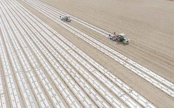 Seed drills guided by the BeiDou Navigation Satellite System works in a field in Changxing village, Tarim township, Kuqa, northwest China's Xinjiang Uygur autonomous region, April 13, 2023. (Photo by Yuan Huanhuan/People's Daily Online)