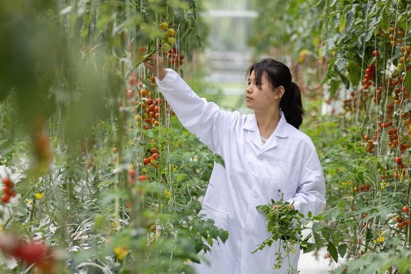 A technician checks the growth of tomatoes in a future farm in Huzhou, east China's Zhejiang province. (Photo by Yi Fan/People's Daily Online)