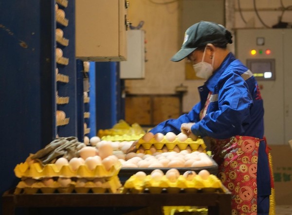 A worker picks eggs from an automated conveyor belt in a workshop of a poultry factory in Suichuan county, Ji'an, east China's Jiangxi province. (Photo by Li Shuzhe/People's Daily Online)