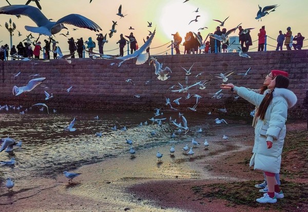 Sea gulls attract visitors at the Trestle Bridge in Qingdao city, east China's Shandong Province. (Photo by Shu Qing/People's Daily Online)