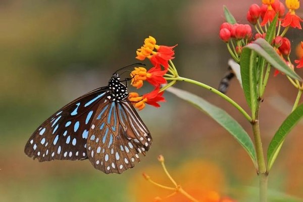 Photo shows a butterfly in the butterfly valley in Jinping Miao, Yao, and Dai autonomous county in southwest China's Yunnan province. (Photo from Honghe Daily)