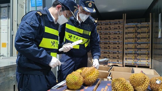 Customs officials launch quarantine inspection for imported durians in Shanghai. (Photo courtesy of the Shanghai Customs District)