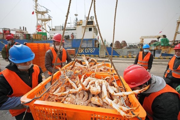 King crabs are unloaded from a ship at a port in Yantai, east China's Shandong province. (Photo by Tang Ke/People's Daily Online)