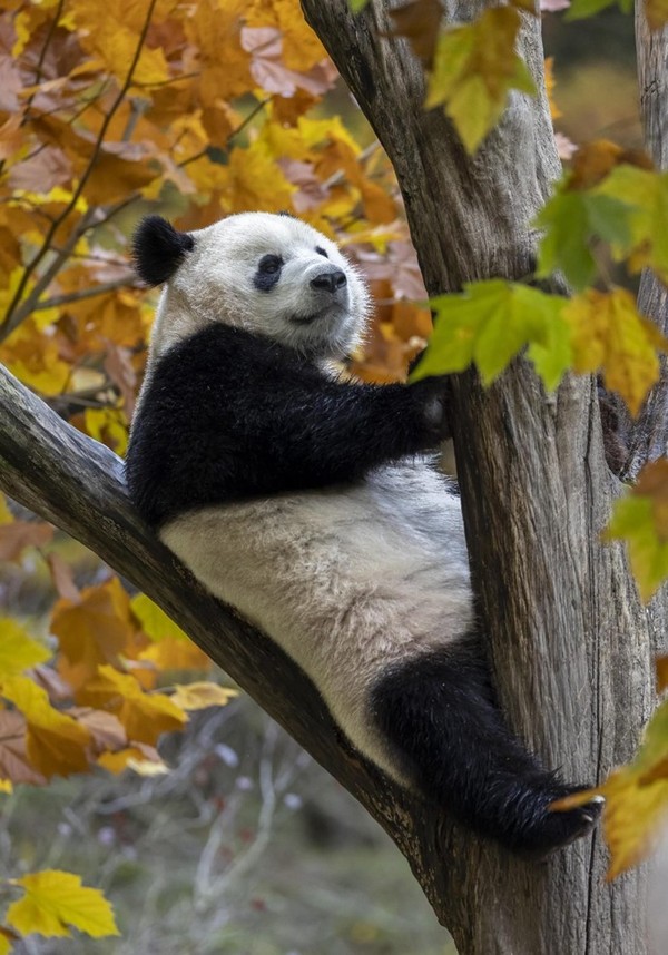 A giant panda plays on a tree at the Shenshuping base of the China Conservation and Research Center for Giant Panda in Wolong, southwest China's Sichuan province. (Photo by Chen Xianlin/People's Daily Online)