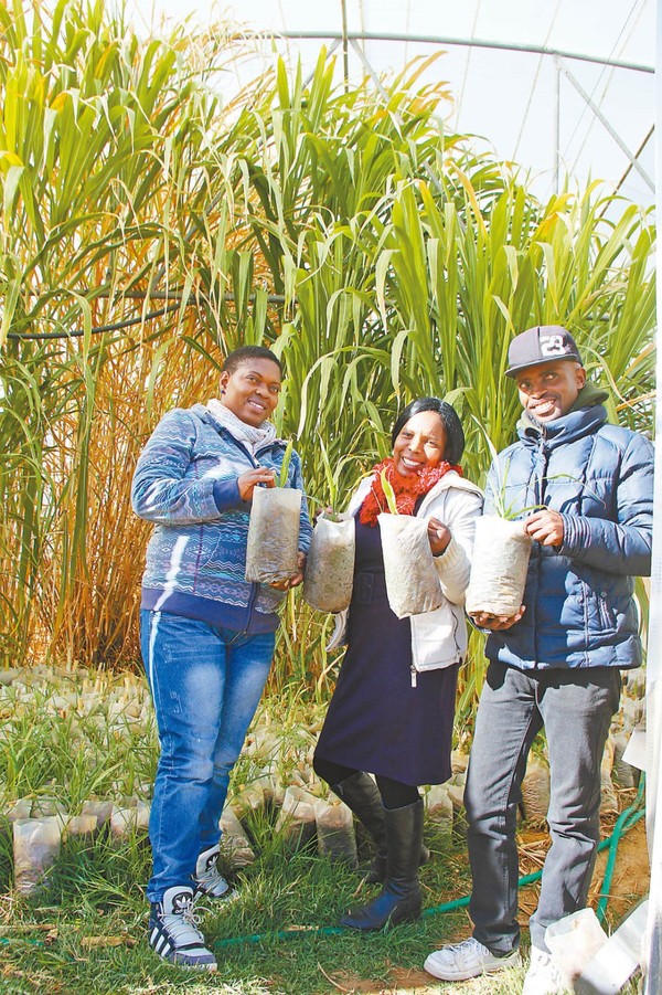 Farmers learning the growing techniques of oyster mushrooms pose for a picture in front of a Juncao greenhouse in the suburbs of Maseru, capital of Lesotho. (Photo by Wan Yu/People's Daily)
