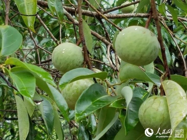 Photo shows the fruits of Malania oleifera in Guangnan county, southwest China's Yunnan province. (Photo courtesy of the media center of Guangnan county)