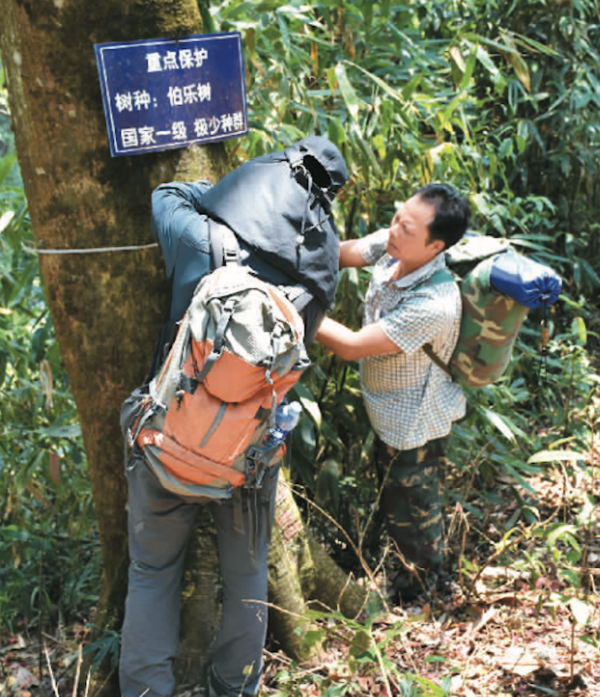 Members of a team for the conservation of plant species with extremely small populations measure a Bretschneidera sinensis tree in the Ailao Mountains in southwest China's Yunnan province. (Photo courtesy of the Yunnan Key Laboratory for Integrative Conservation of Plant Species with Extremely Small Populations under the Kunming Institute of Botany)