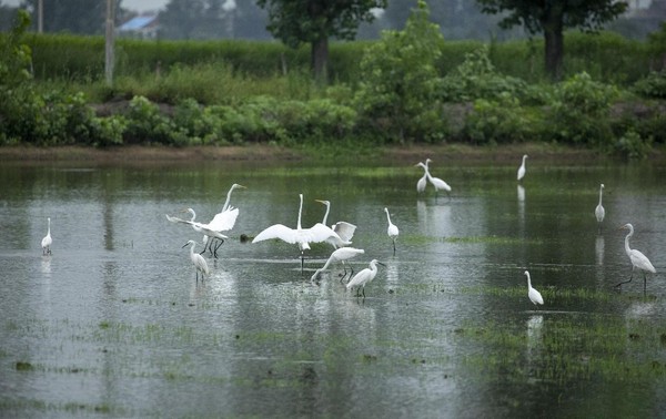 Egrets play in a wetland in Bozhou, east China's Anhui province. (Photo by Cheng Weiru/People's Daily Online)