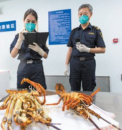 Customs staff members conduct inspections of imported lobsters at Beijing Capital International Airport in Beijing, capital of China. (Photo/Fang Xing)