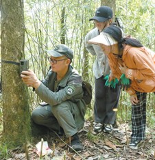A ranger with Sichuan Daxiangling Fertilization and Reintroduction Base in Ya'an city, southwest China's Sichuan province, installs and adjusts an infrared camera. (Photo by Yang Ailing)