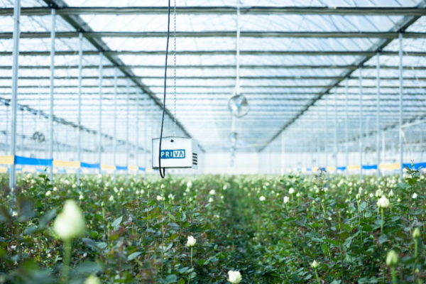 Photo shows a greenhouse at a demonstration park for modern floriculture in Kunming, capital of Yunnan province. The park is managed by Yuntianhua, a company engaged in the manufacturing and selling of chemical products. (Photo from Yuntianhua)