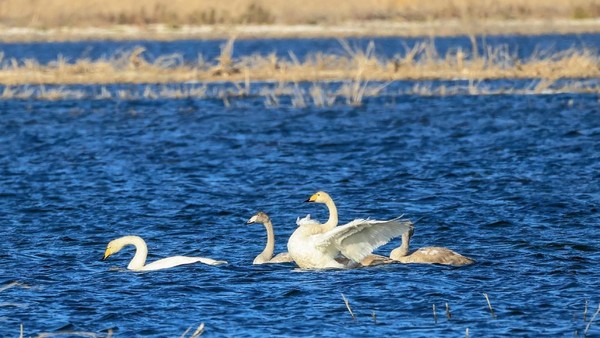 Swans play and forage on the Bosten Lake in Bayingolin Mongolian autonomous prefecture, northwest China's Xinjiang Uygur autonomous region. (Photo by Nian Lei/People's Daily Online)