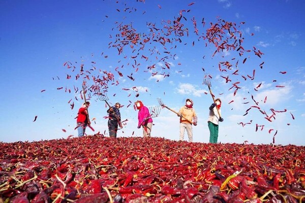 Villagers are drying chili peppers in Jinta county, Jiuquan, northwest China's Gansu province. (Photo by Ma Baiwang/People's Daily Online)