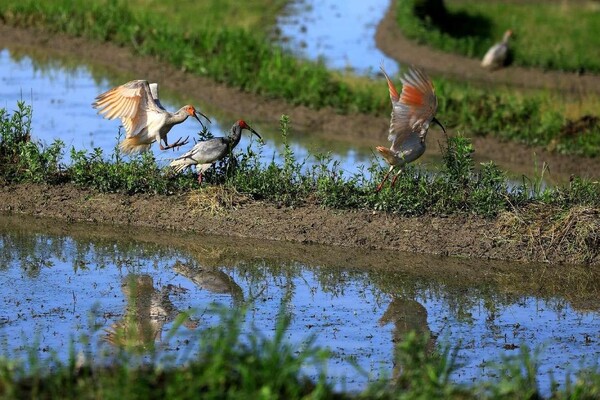 Photo shows crested ibises in a rewilding base in Zhaigou village, Chengguan township, Ningshan county, northwest China's Shaanxi province. (Photo by Yang Ning/People's Daily Online)