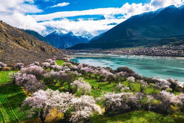 Photo taken on March 23, 2023 shows beautiful peach blossoms along the Yarlung Zangbo River in Nyingchi, southwest China's Xizang autonomous region. (Photo by Li Yanzhao/People's Daily Online)