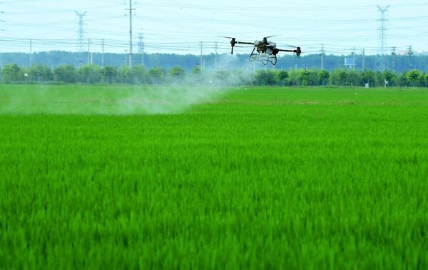 A farmer operates an unmanned aerial vehicle for agricultural plant protection to spray pesticides over a rice field at a national modern agricultural industrial park in Hai'an city, east China's Jiangsu province. (Photo by Ji Haixin/People's Daily Online) 